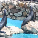 Marineland - Otaries - 007